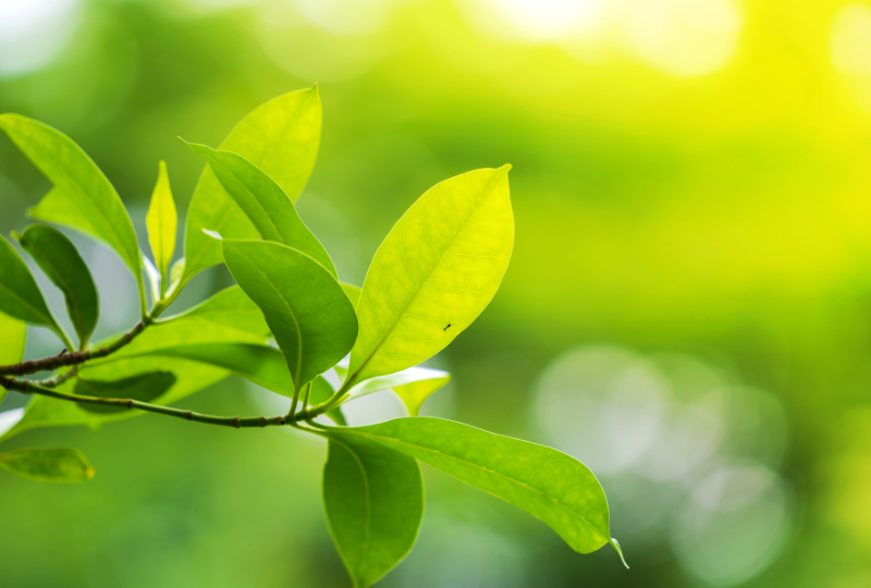 massage thérapeutique soins énergétiques