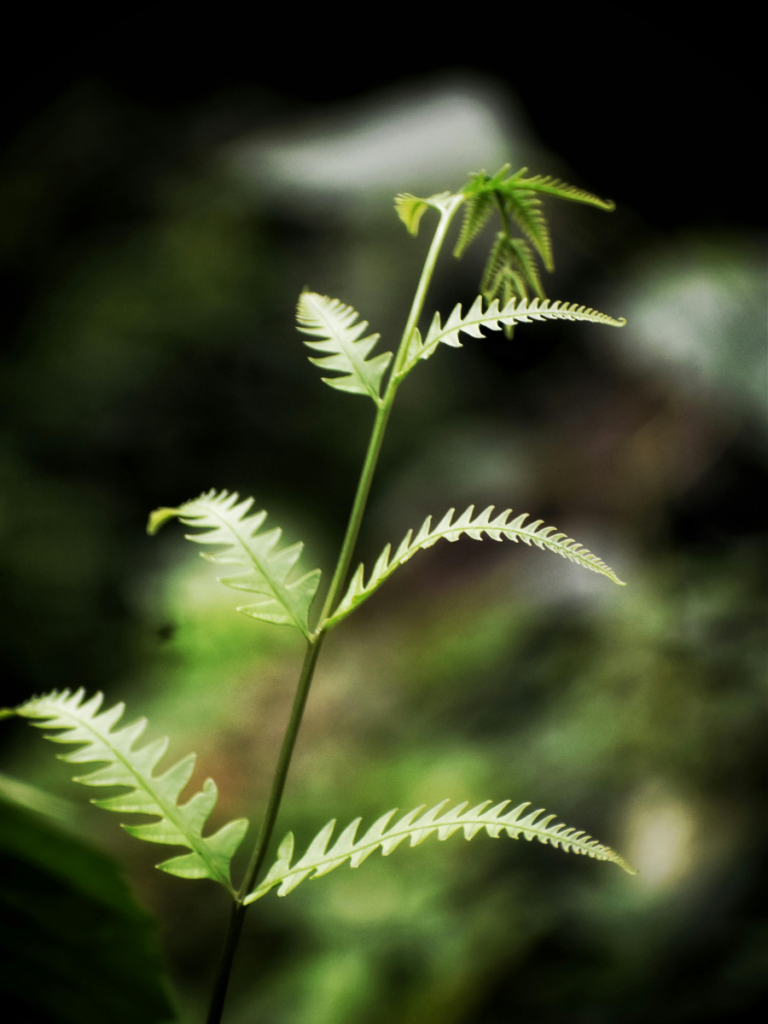 medecine fonctionnelle micronutrition nicemnaturopathei